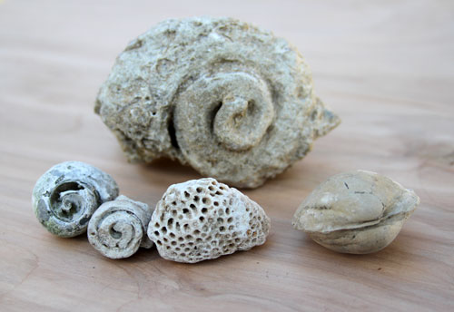 Fossil Shell Specimens